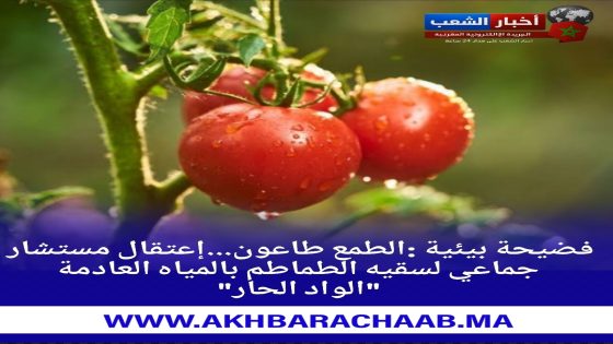 فضيحة بيئية بالسوالم الطريفية :إعتقال مستشار جماعي لسقيه الطماطم بالمياه العادمة “الواد الحار”.