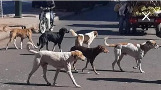 الكلاب الضالة تغزو شوارع خريبكة في غياب حلول جدرية