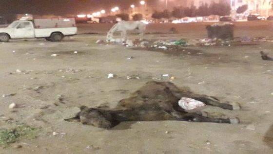 مدينة سطات:أضحت مرتع الكلاب الضالة والحيوانات المتخلى عنها