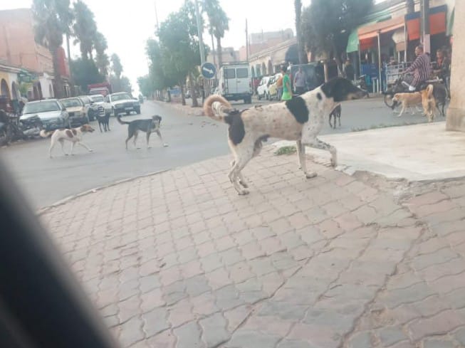 الكلاب الضالة تغزو شوارع بلدية اولاد عبو إقليم برشيد على مرأى ومسمع المنتخبين  