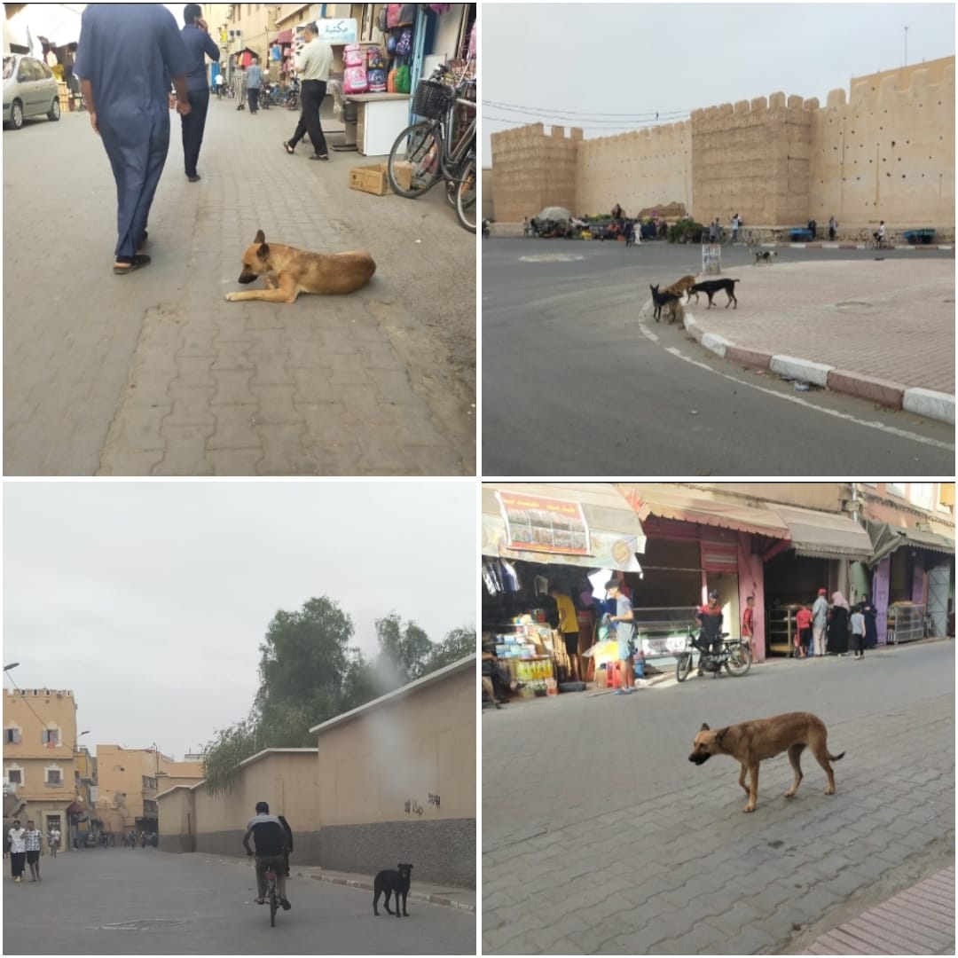 الكلاب الضالة تغزوا شوارع مدينة تارودانت