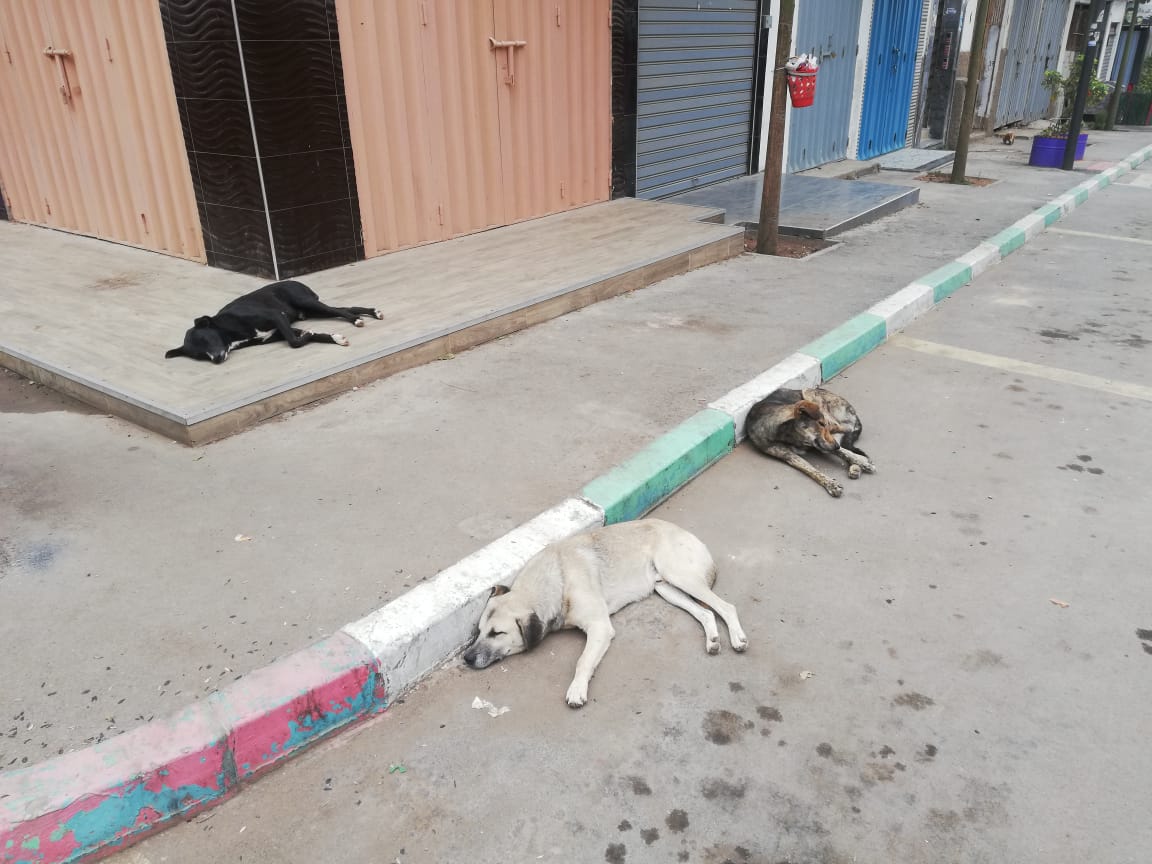 الكلاب الضالة تنتشر بشوارع مديونة