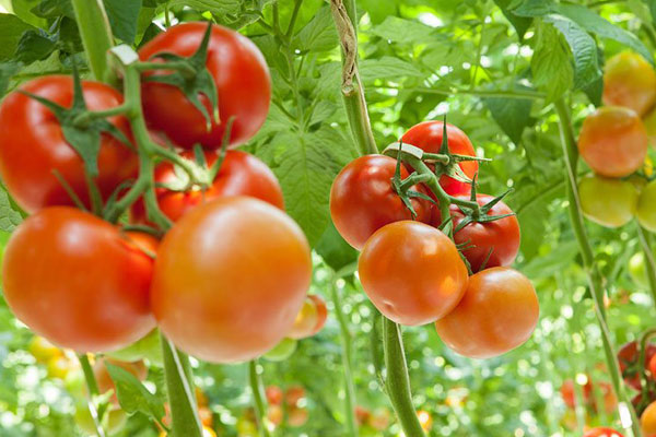 اسباب ارتفاع أسعار الطماطم في الأسواق المغربية