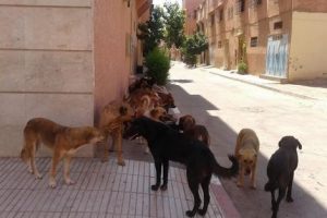 مراكش .. ألووووو السيد الوالي ” الكلاب الضالة تغزو أحياء أزلي “