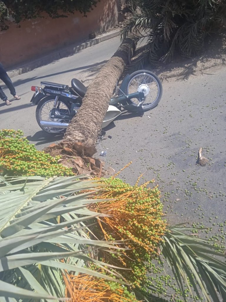 مراكش .. سقوط نخلة على دراجة شخص و نجاته بأعجوبة