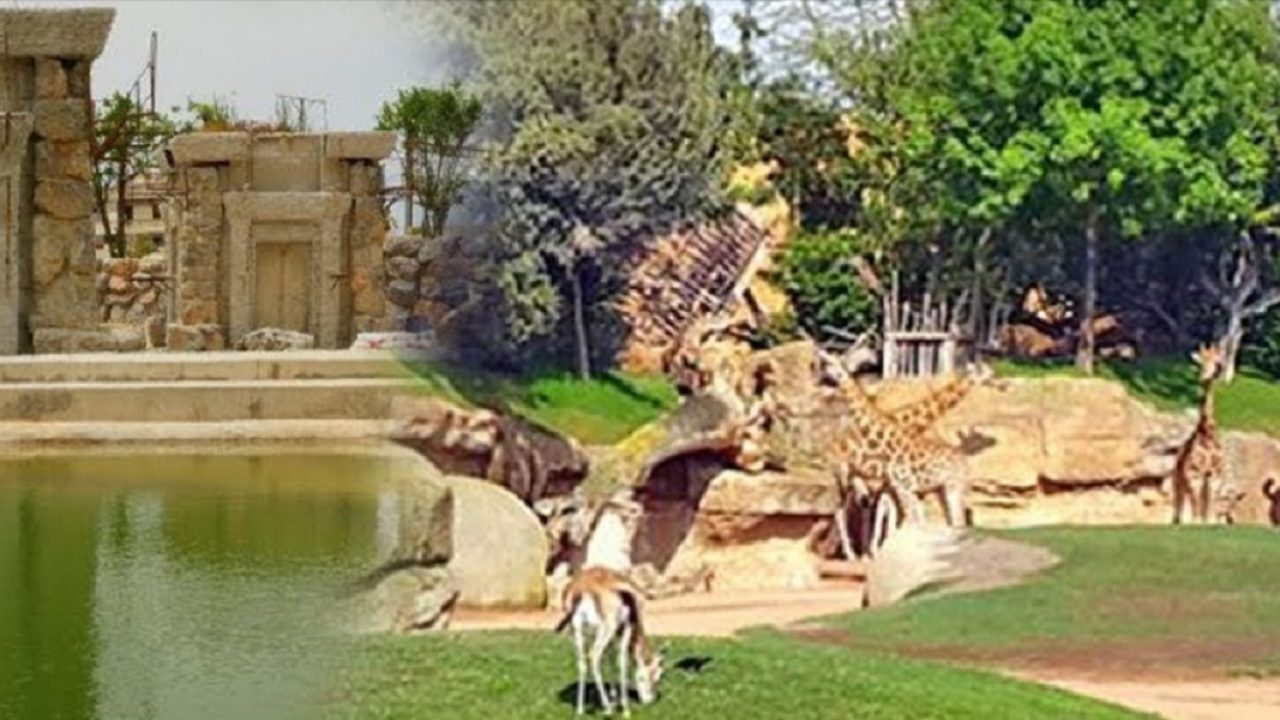 ورش حديقة الحيوانات عين السبع بمدينة الدار البيضاء يتقدم بخطى ثابتة
